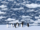 Researchers find Antarctic penguin breeding heating up sooner